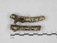 盤革菌屬藏品圖，第1張