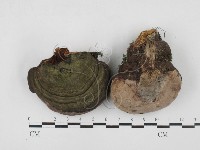 靈芝屬藏品圖，第1張