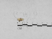 登錄號:F0027872藏品圖，第1張