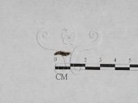 登錄號:F0027878藏品圖，第1張