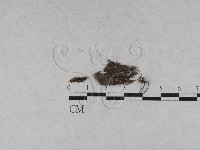 登錄號:F0027878藏品圖，第4張