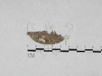 登錄號:F0027879藏品圖，第1張