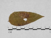 登錄號:F0027883藏品圖，第1張