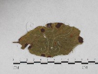 登錄號:F0027887藏品圖，第1張