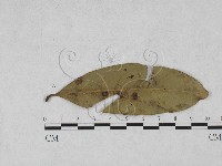 登錄號:F0027889藏品圖，第4張