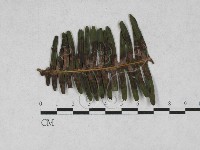 登錄號:F0027890藏品圖，第1張