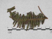 登錄號:F0027891藏品圖，第1張