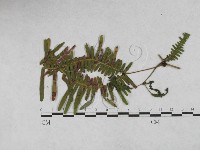 登錄號:F0027892藏品圖，第1張