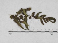 登錄號:F0027895藏品圖，第1張