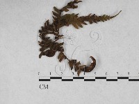 登錄號:F0027896藏品圖，第1張