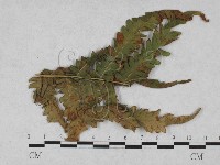 登錄號:F0027897藏品圖，第1張