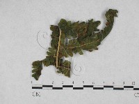 登錄號:F0027899藏品圖，第1張