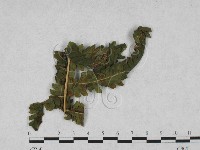 登錄號:F0027899藏品圖，第4張