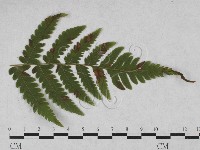 登錄號:F0027900藏品圖，第1張
