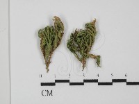 登錄號:F0027901藏品圖，第1張