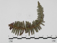 登錄號:F0027903藏品圖，第4張