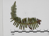 登錄號:F0027903藏品圖，第1張