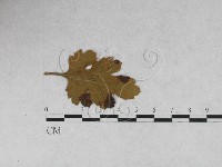 登錄號:F0027905藏品圖，第1張