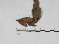 登錄號:F0027907藏品圖，第1張