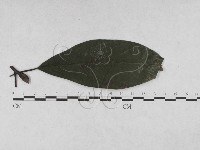 登錄號:F0027908藏品圖，第1張