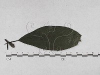 登錄號:F0027908藏品圖，第4張