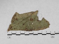 登錄號:F0027909藏品圖，第1張