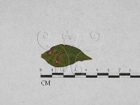 登錄號:F0027913藏品圖，第1張