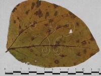 登錄號:F0027914藏品圖，第4張