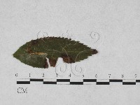 登錄號:F0027915藏品圖，第1張