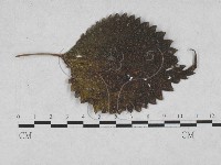 登錄號:F0027917藏品圖，第4張