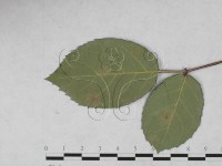 登錄號:F0027921藏品圖，第1張