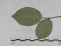 登錄號:F0027921藏品圖，第4張