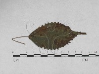 登錄號:F0027923藏品圖，第1張