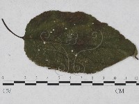 登錄號:F0027927藏品圖，第1張