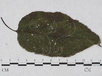 登錄號:F0027927藏品圖，第4張