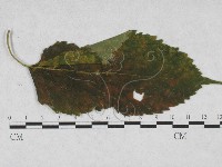 登錄號:F0027928藏品圖，第1張