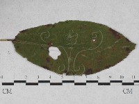 登錄號:F0027931藏品圖，第1張