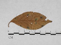 登錄號:F0027932藏品圖，第1張