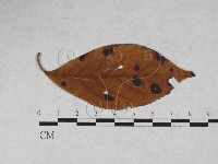 登錄號:F0027932藏品圖，第4張