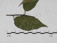 登錄號:F0027934藏品圖，第1張