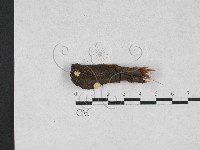 登錄號:F0027938藏品圖，第1張