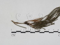 登錄號:F0027941藏品圖，第1張