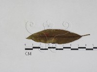 登錄號:F0027944藏品圖，第1張