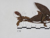 登錄號:F0027946藏品圖，第1張