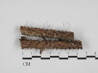 盤革菌屬藏品圖，第1張