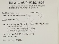 盤革菌屬藏品圖，第2張