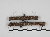 盤革菌屬藏品圖，第1張