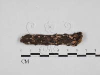 盤革菌屬藏品圖，第1張