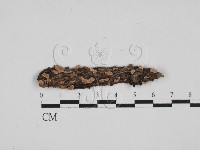 盤革菌屬藏品圖，第1張