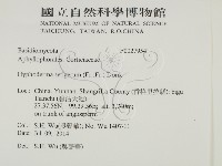 剛毛絲皮菌藏品圖，第2張